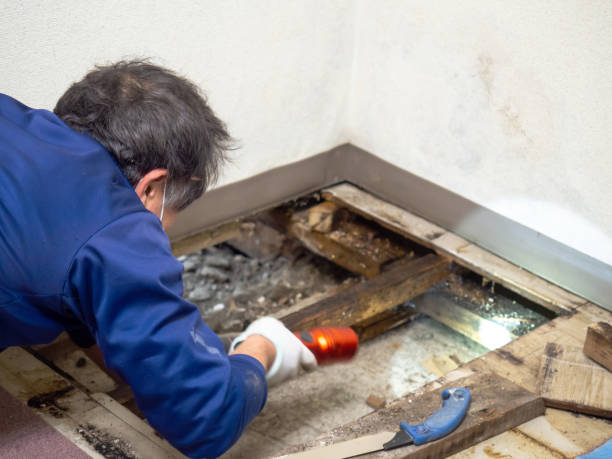 Best Crawl Space Mold Removal  in Hartford, IL