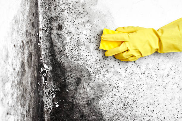 Best Mold Damage Repair  in Hartford, IL