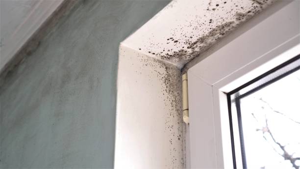 Best Certified Mold Removal  in Hartford, IL