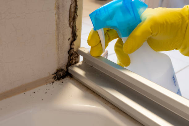Best Mold Removal Near Me  in Hartford, IL