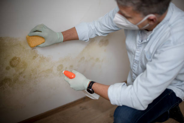 Best Toxic Mold Removal  in Hartford, IL