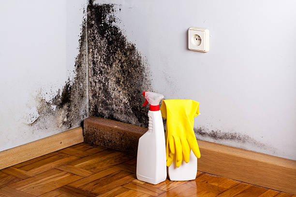 Best Mold Removal Near Me  in Hartford, IL