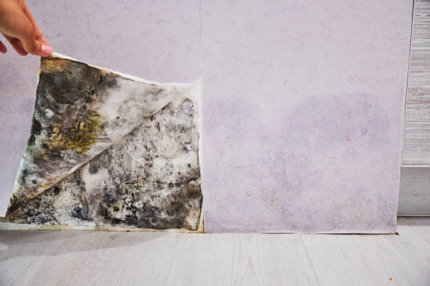 Best Attic Mold Removal  in Hartford, IL